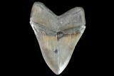 Serrated, Fossil Megalodon Tooth - Georgia #99329-2